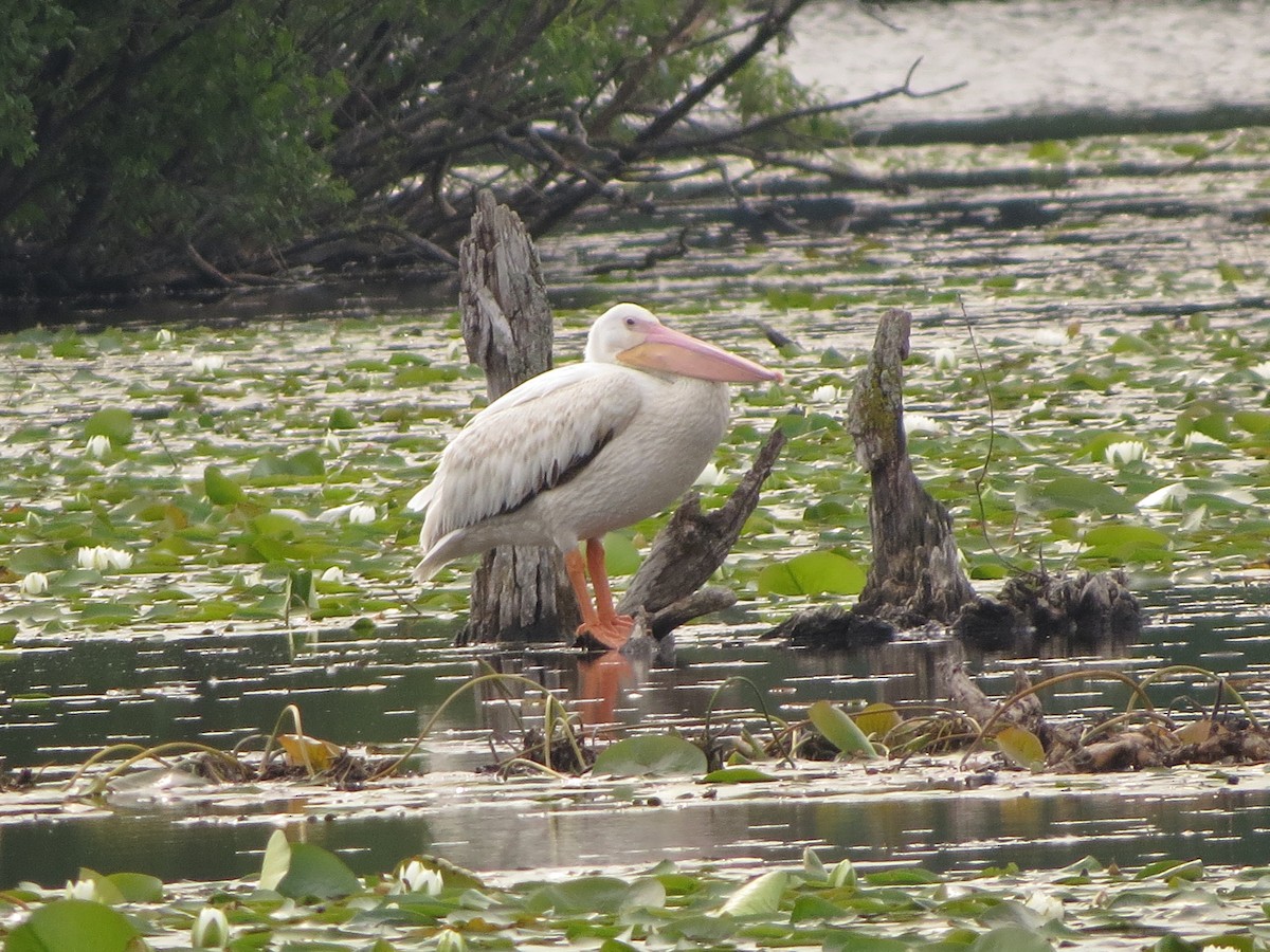 American White Pelican - ML638675396