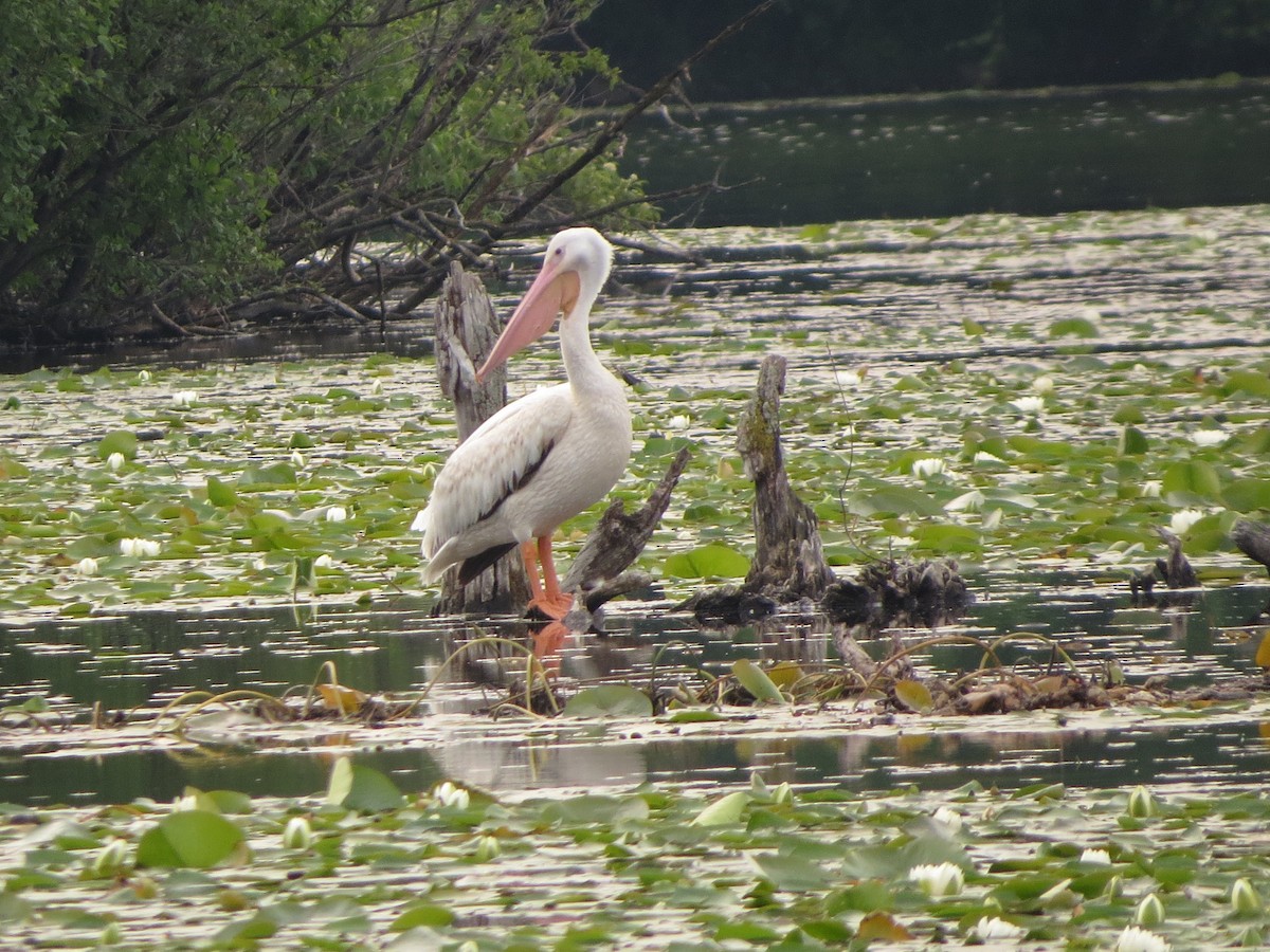 American White Pelican - ML638675397
