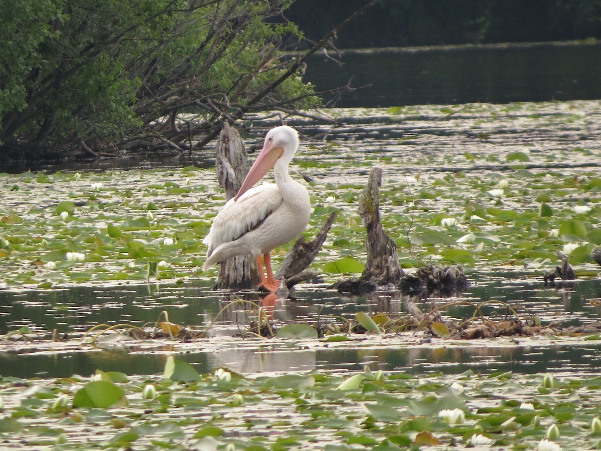 American White Pelican - ML638675398