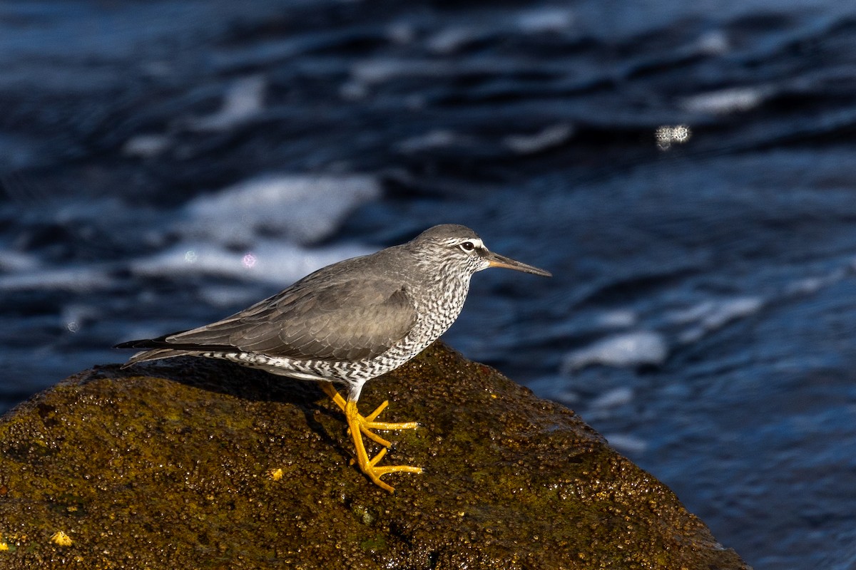 Wandering Tattler - ML638675399