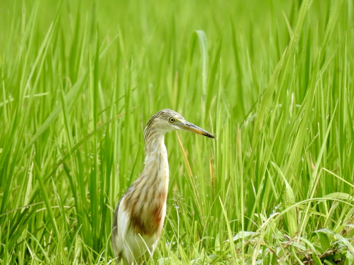 Javan Pond-Heron - ML638675401