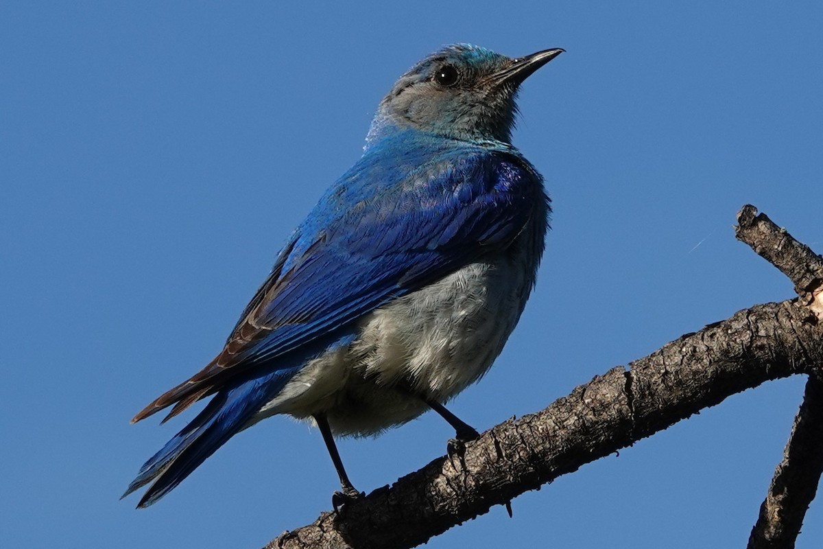 Mountain Bluebird - ML638675402