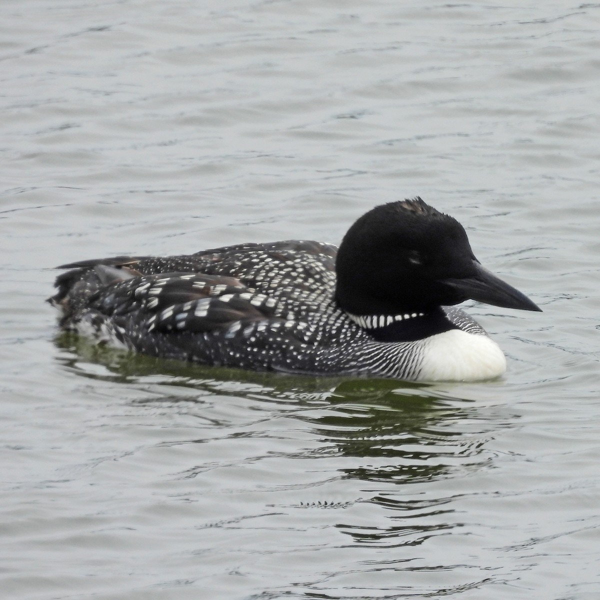Common Loon - ML638675403