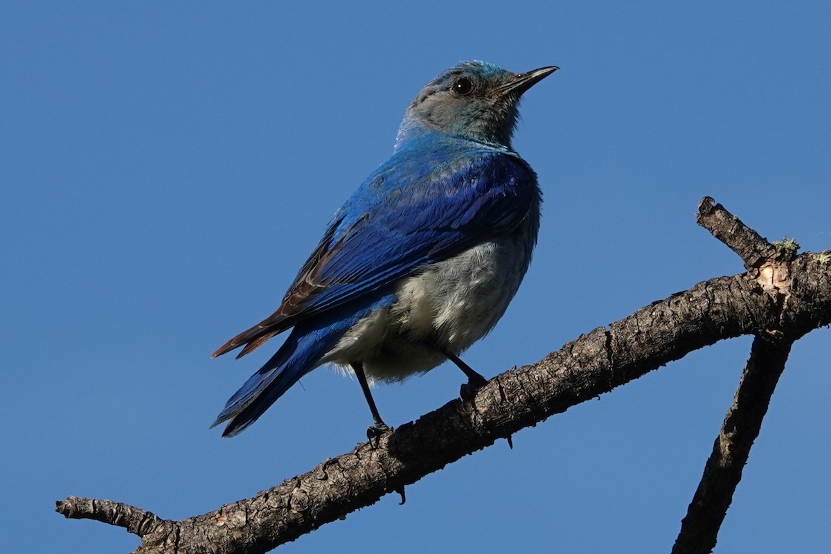 Mountain Bluebird - ML638675404