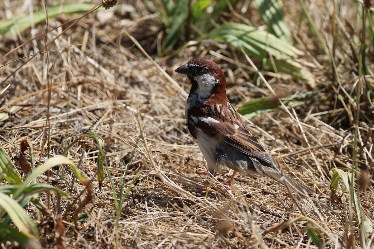 Italian Sparrow - ML638675434