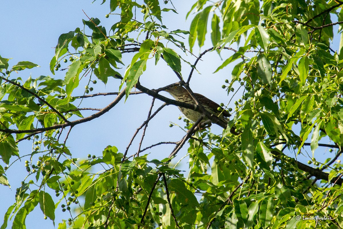 Brown Thrasher - ML638675449