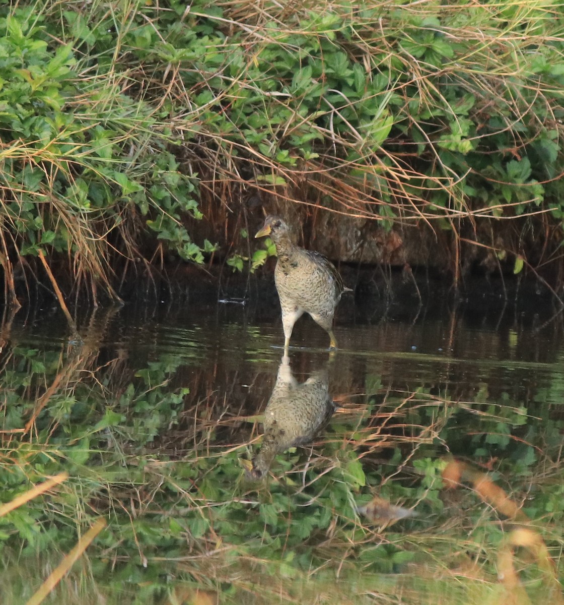 Watercock - ML638675455