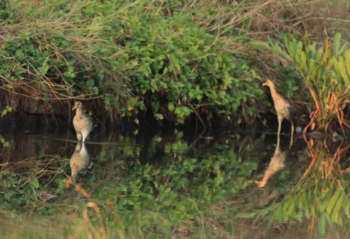 Watercock - ML638675456