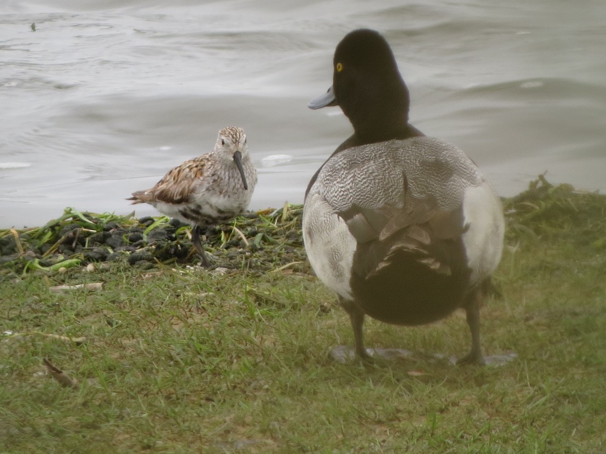 Dunlin - ML638675460