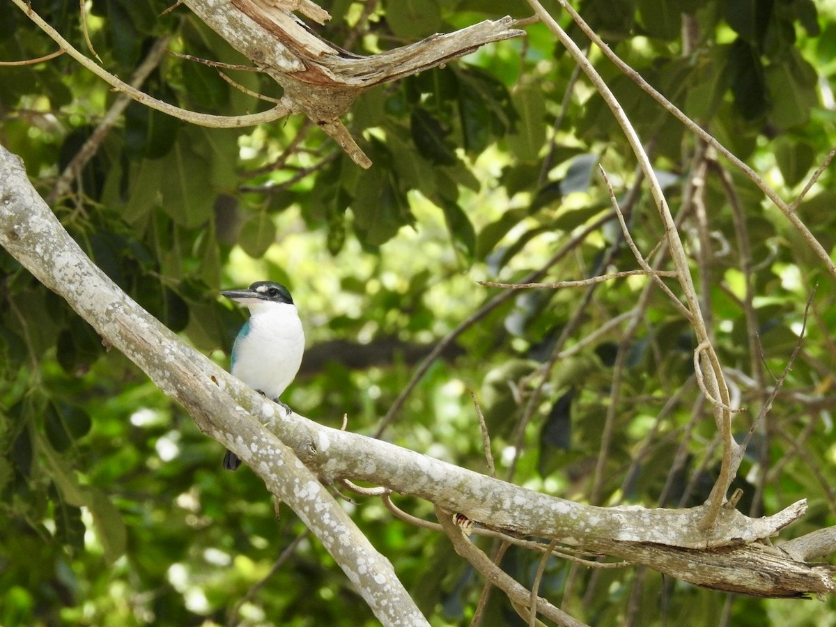 Collared Kingfisher - ML638675462