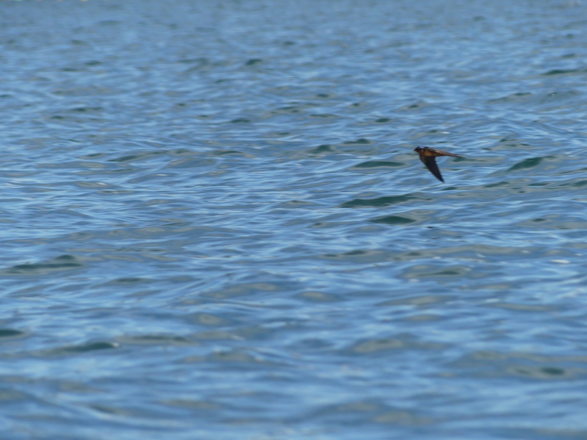 Barn Swallow - ML638675464