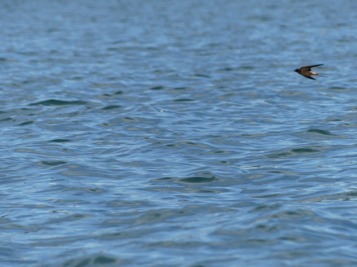 Barn Swallow - ML638675465