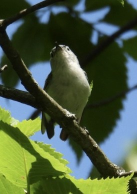 Blue-gray Gnatcatcher - ML638675466