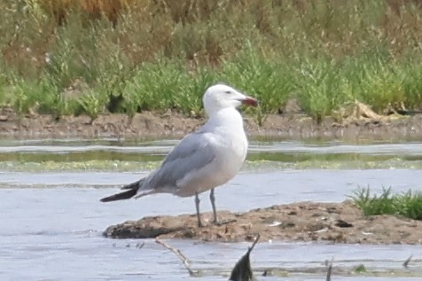 Audouin's Gull - ML638675467