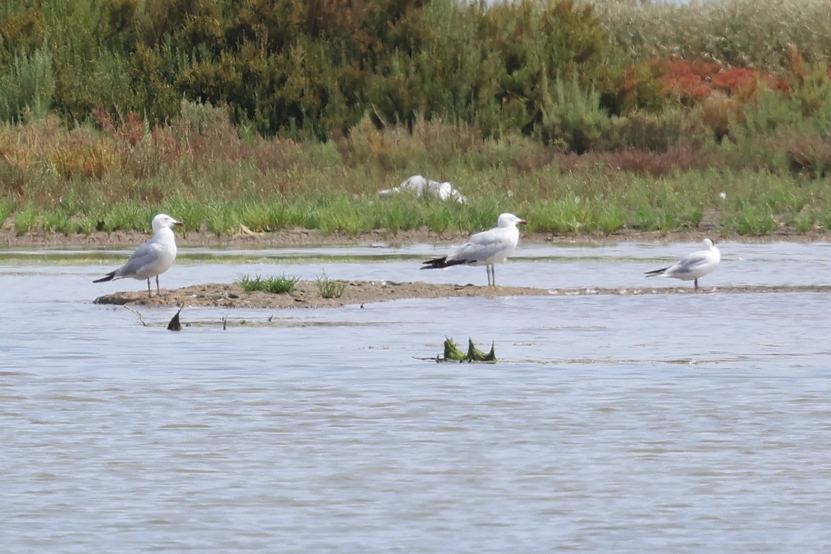 Audouin's Gull - ML638675468