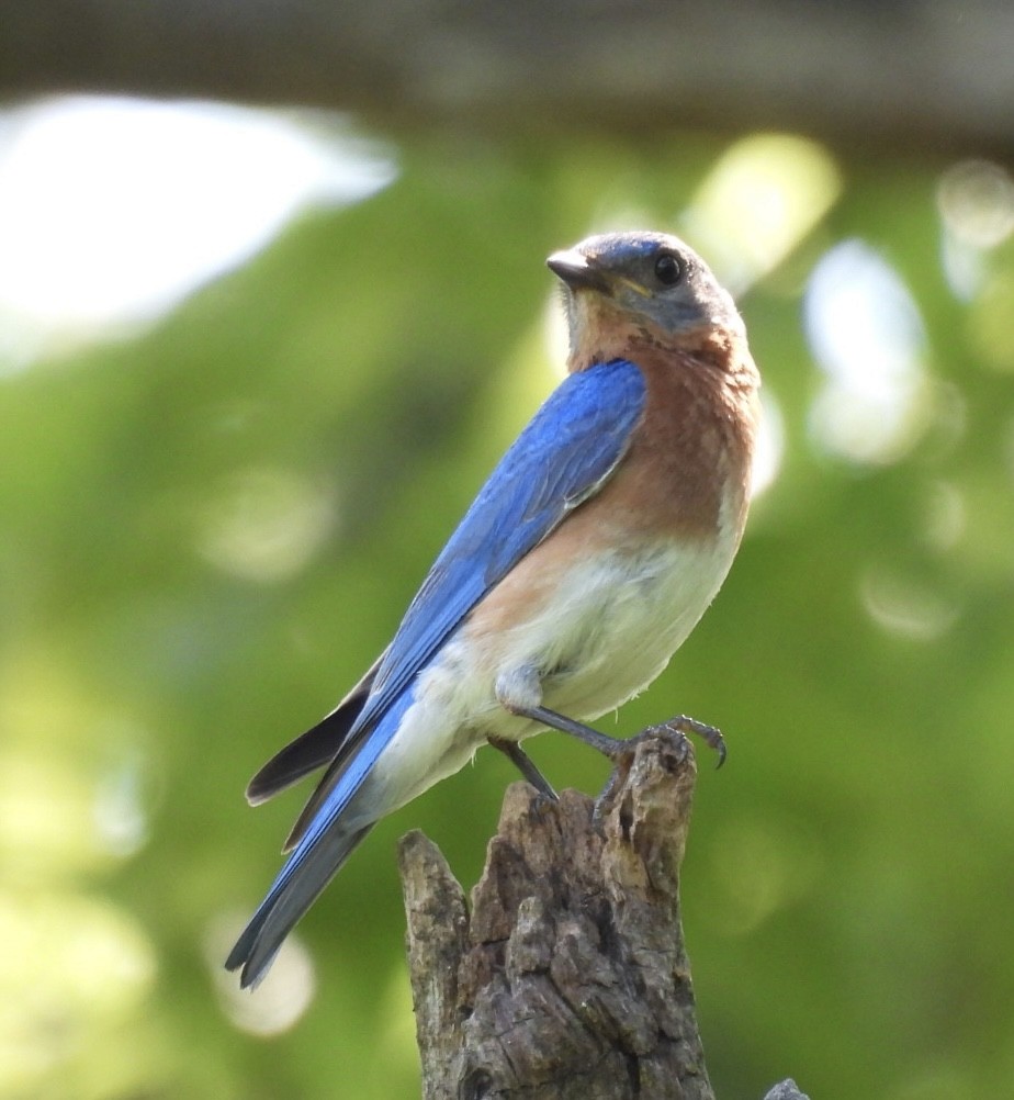 Eastern Bluebird - ML638675470