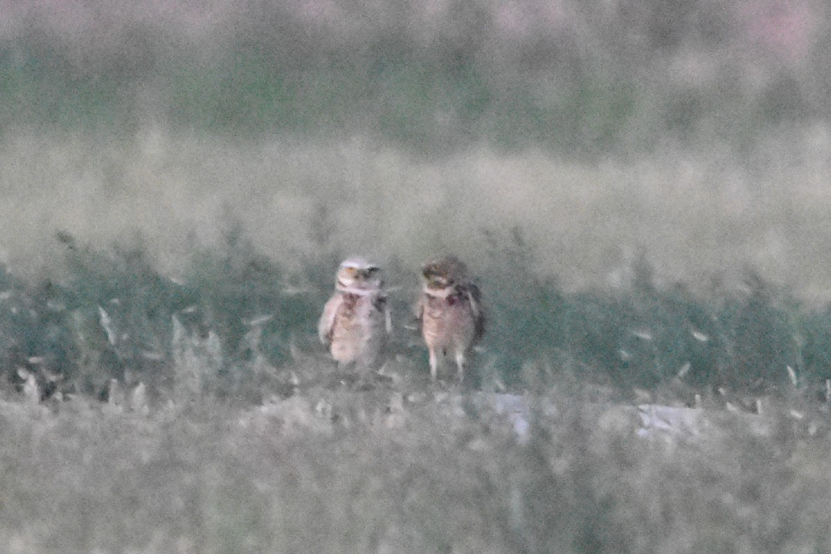 Burrowing Owl - ML638675474