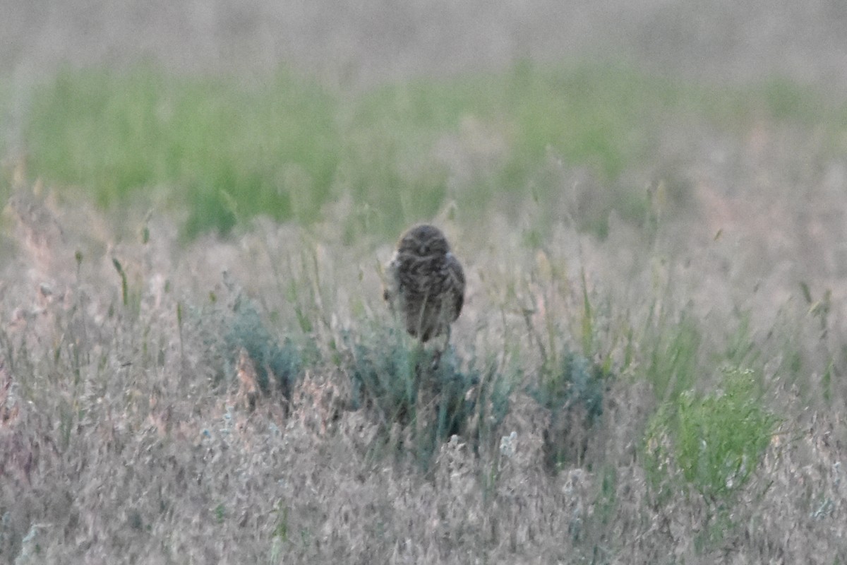 Burrowing Owl - ML638675475