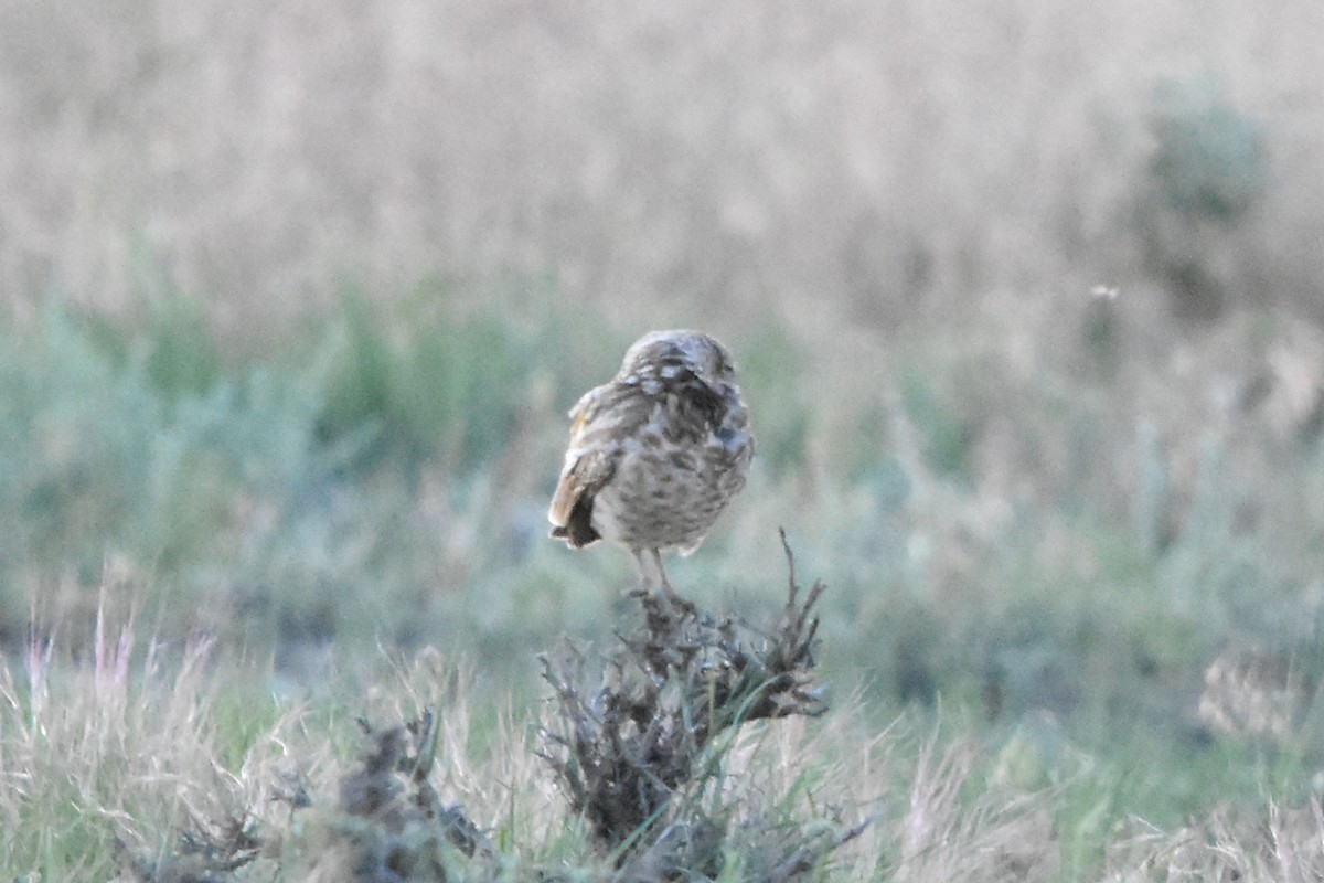 Burrowing Owl - ML638675476