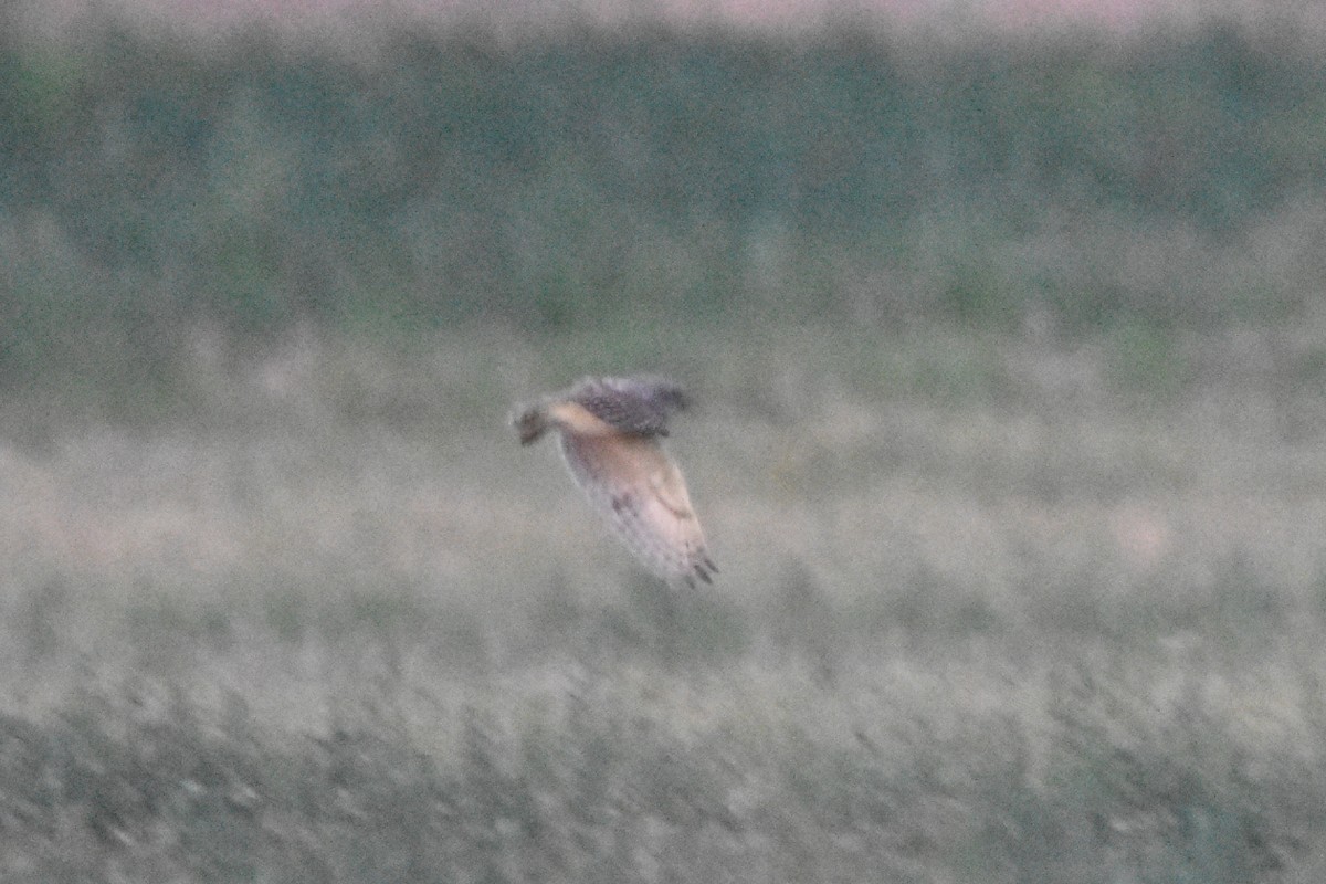 Burrowing Owl - ML638675477
