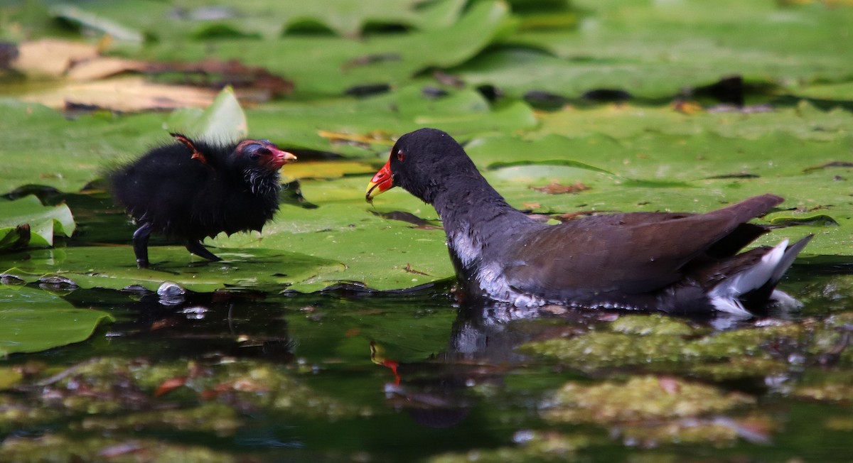 Eurasian Moorhen - ML638675478