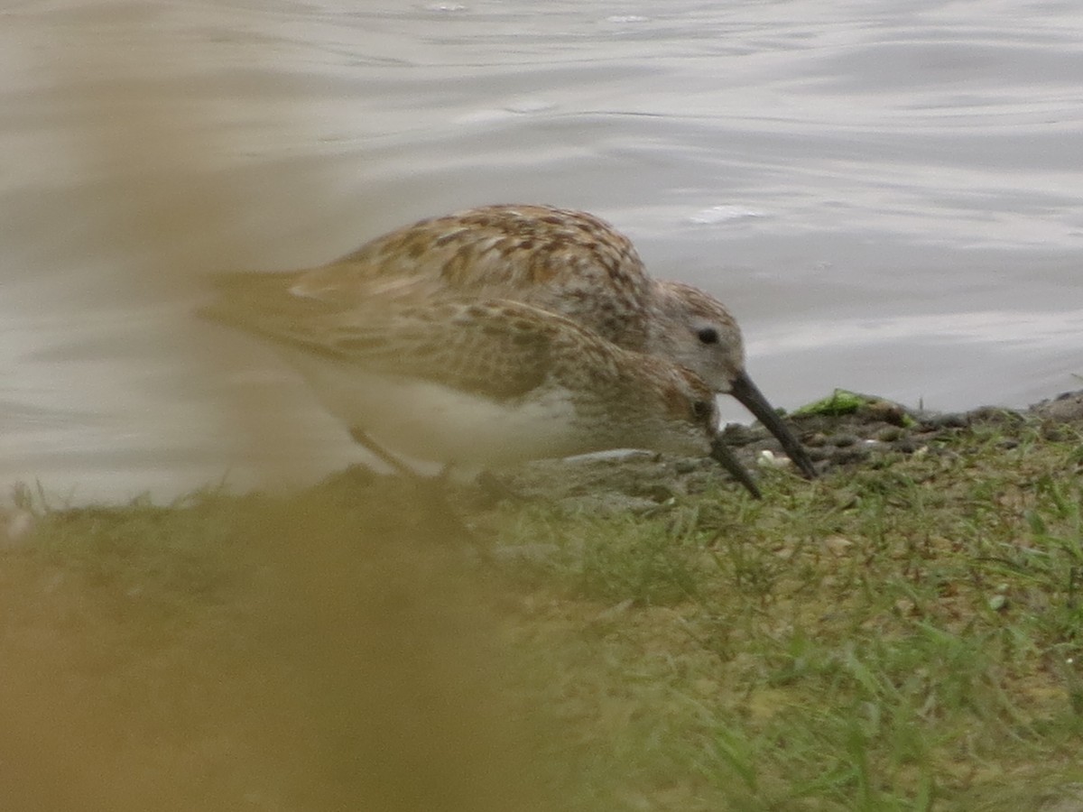 Semipalmated Sandpiper - ML638675479