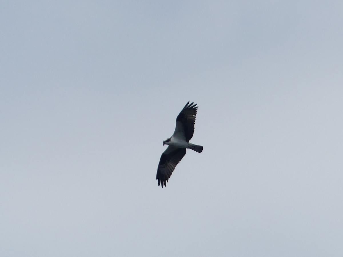 Osprey - ML638675480