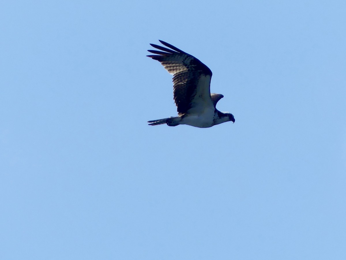 Osprey - ML638675482