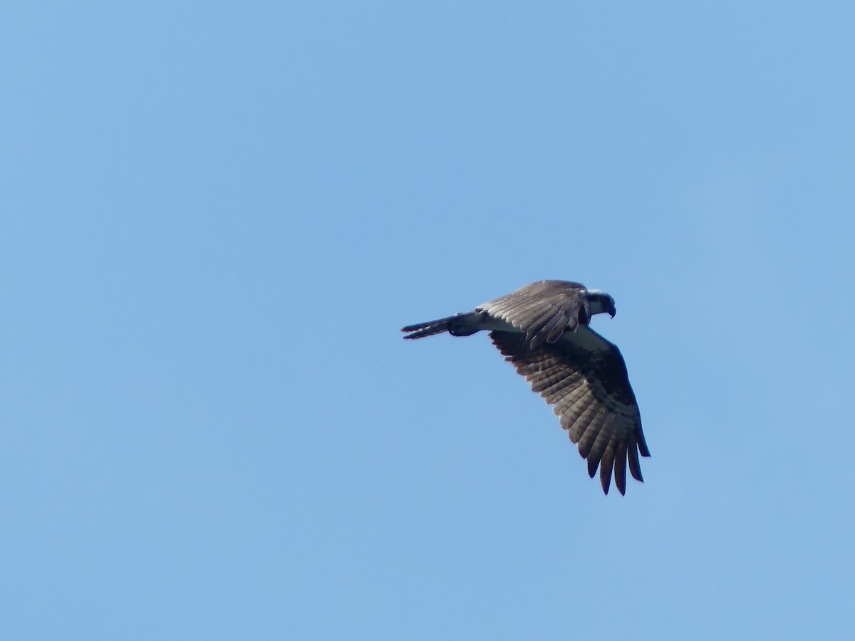 Osprey - ML638675483