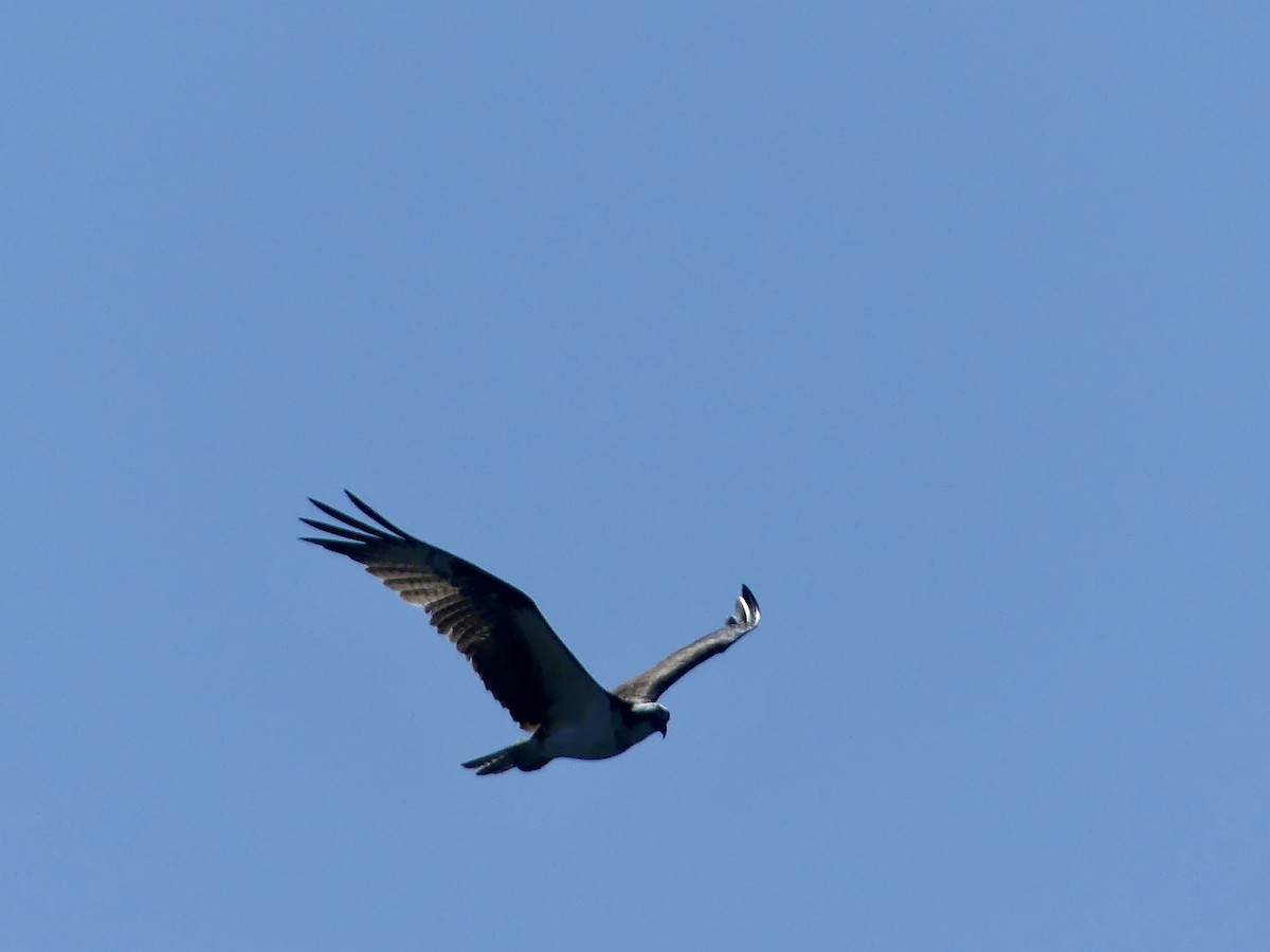 Osprey - ML638675484