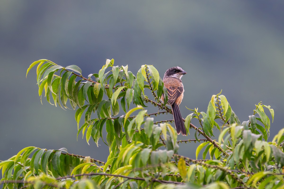 Long-tailed Shrike - ML638675485