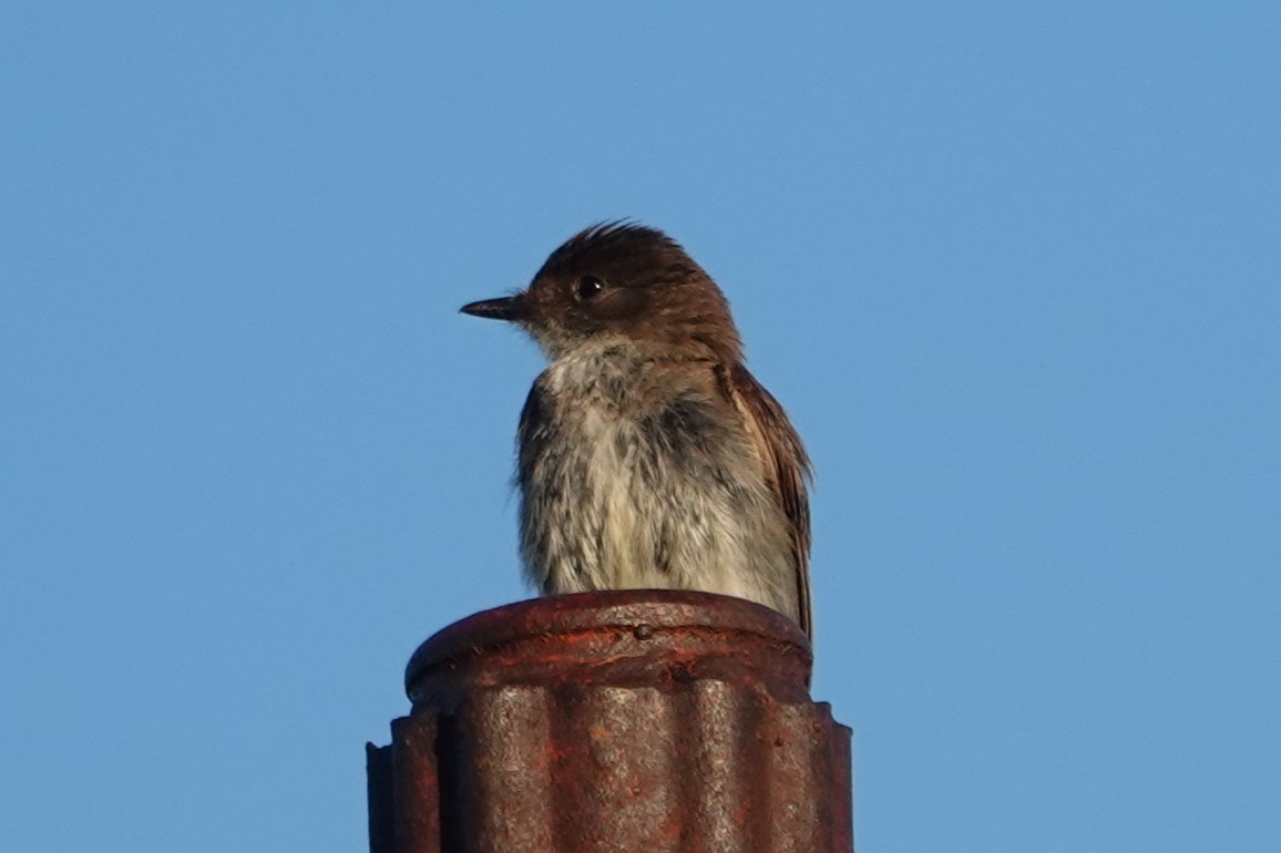 Eastern Phoebe - ML638675486