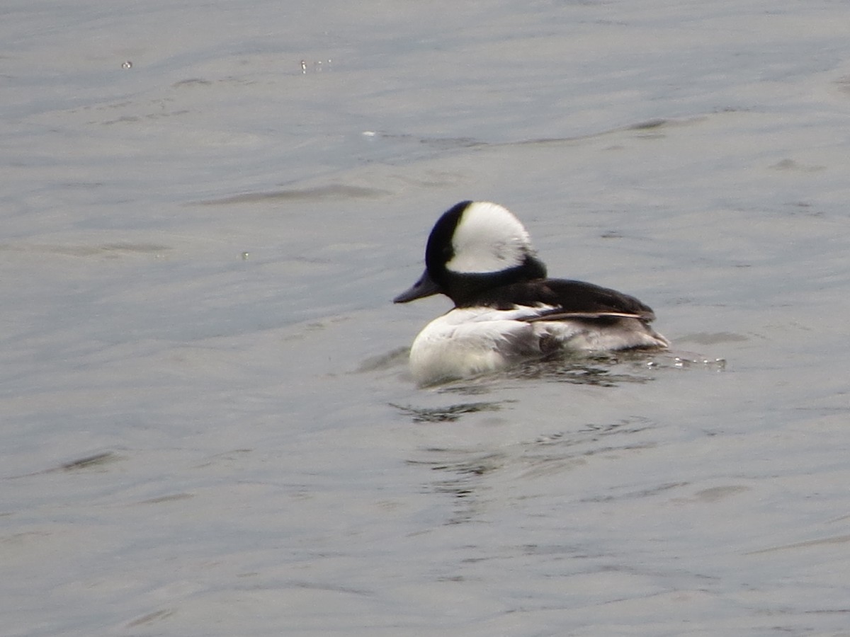 Bufflehead - ML638675506