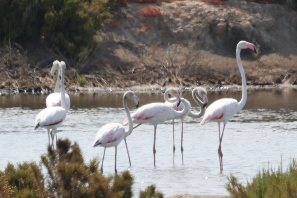 Greater Flamingo - ML638675510