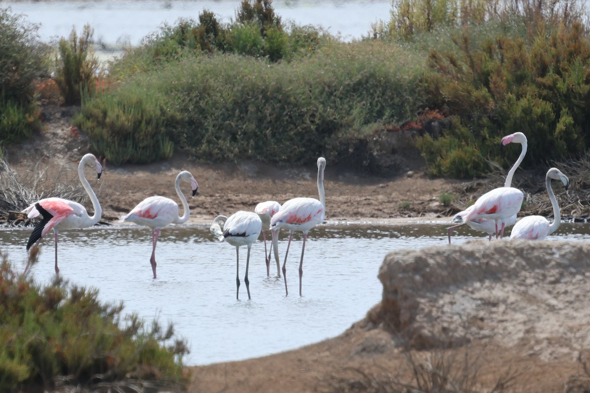 Greater Flamingo - ML638675511