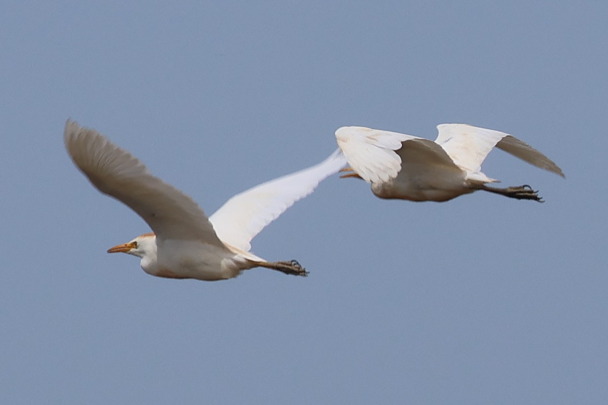 Western Cattle-Egret - ML638675566