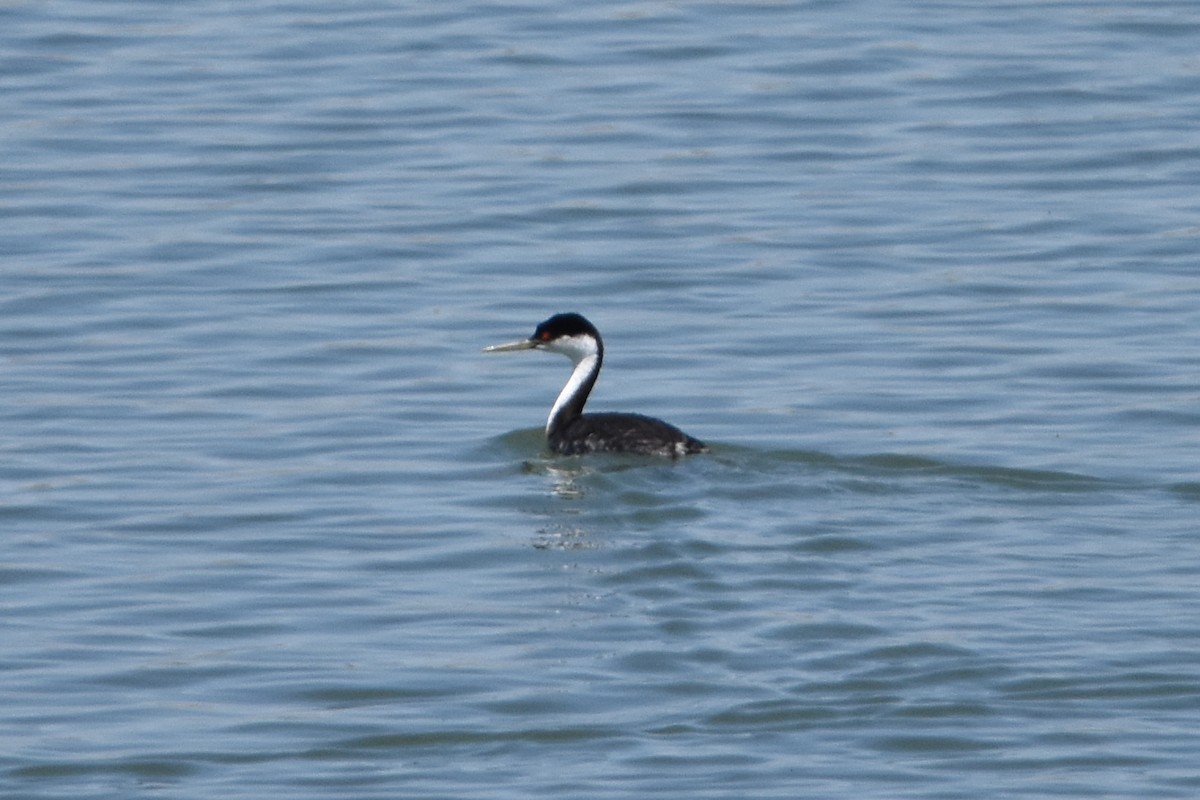 Western Grebe - ML638675567