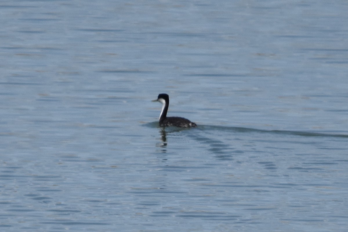 Western Grebe - ML638675568