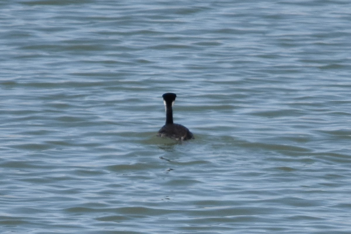 Western Grebe - ML638675569