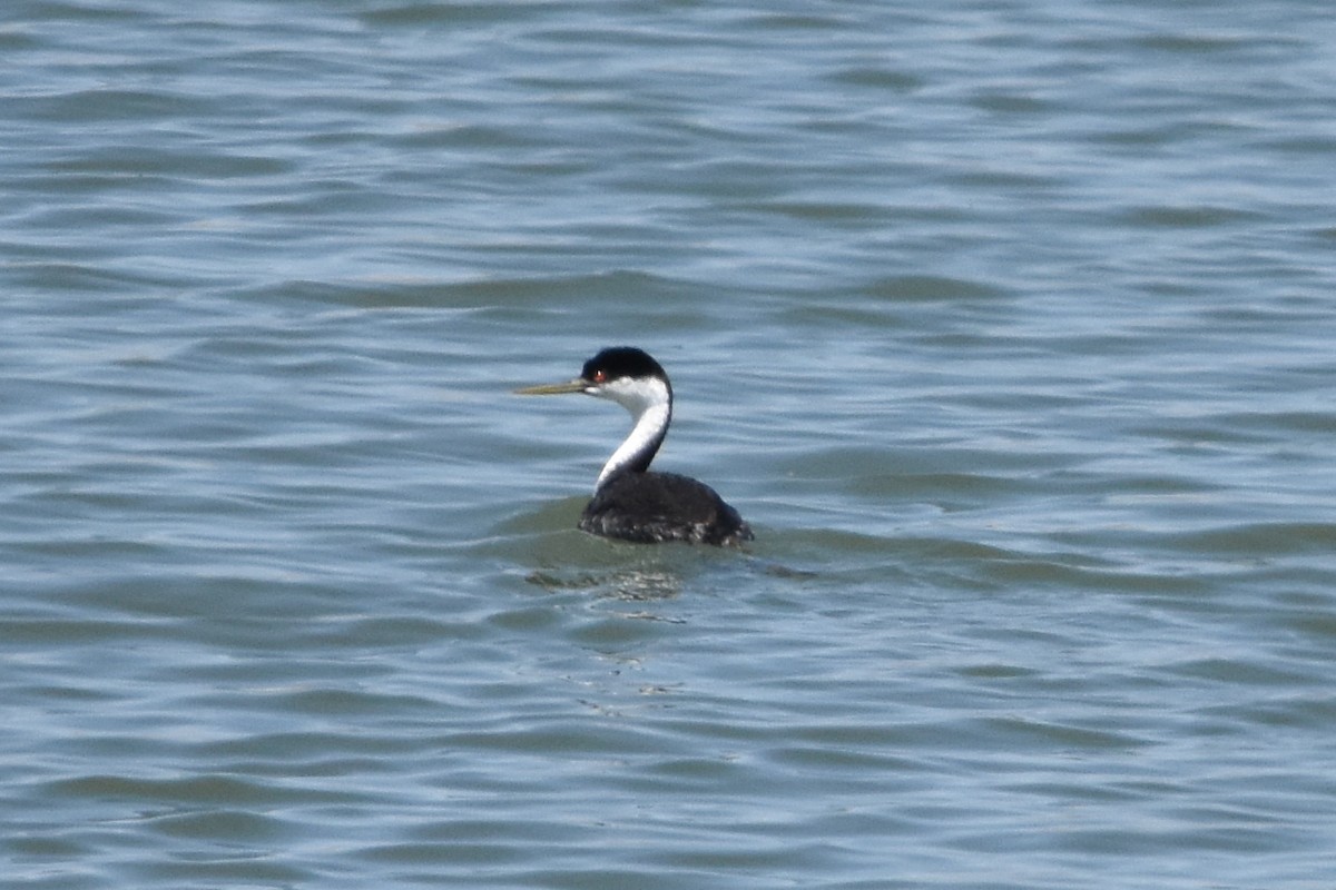 Western Grebe - ML638675576