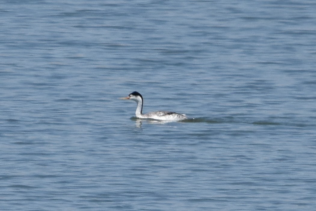 Clark's Grebe - ML638675589