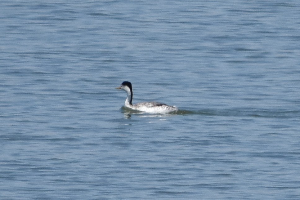 Clark's Grebe - ML638675590
