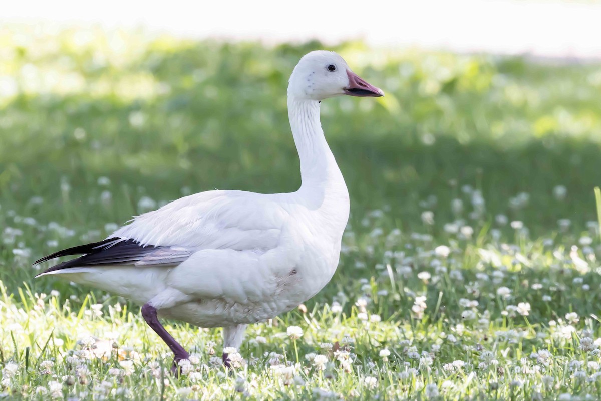 Snow Goose - ML638675591