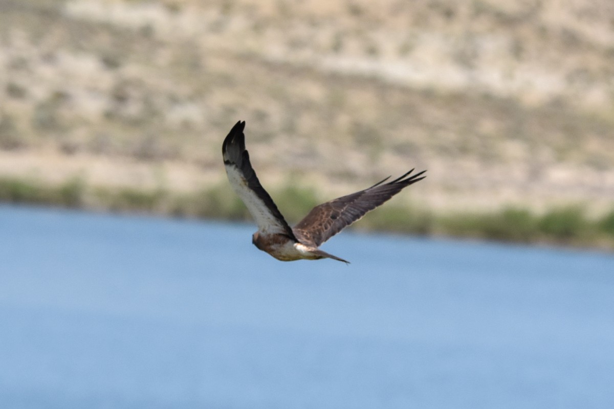 Swainson's Hawk - ML638675596