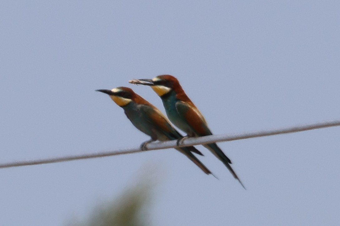 European Bee-eater - ML638675604