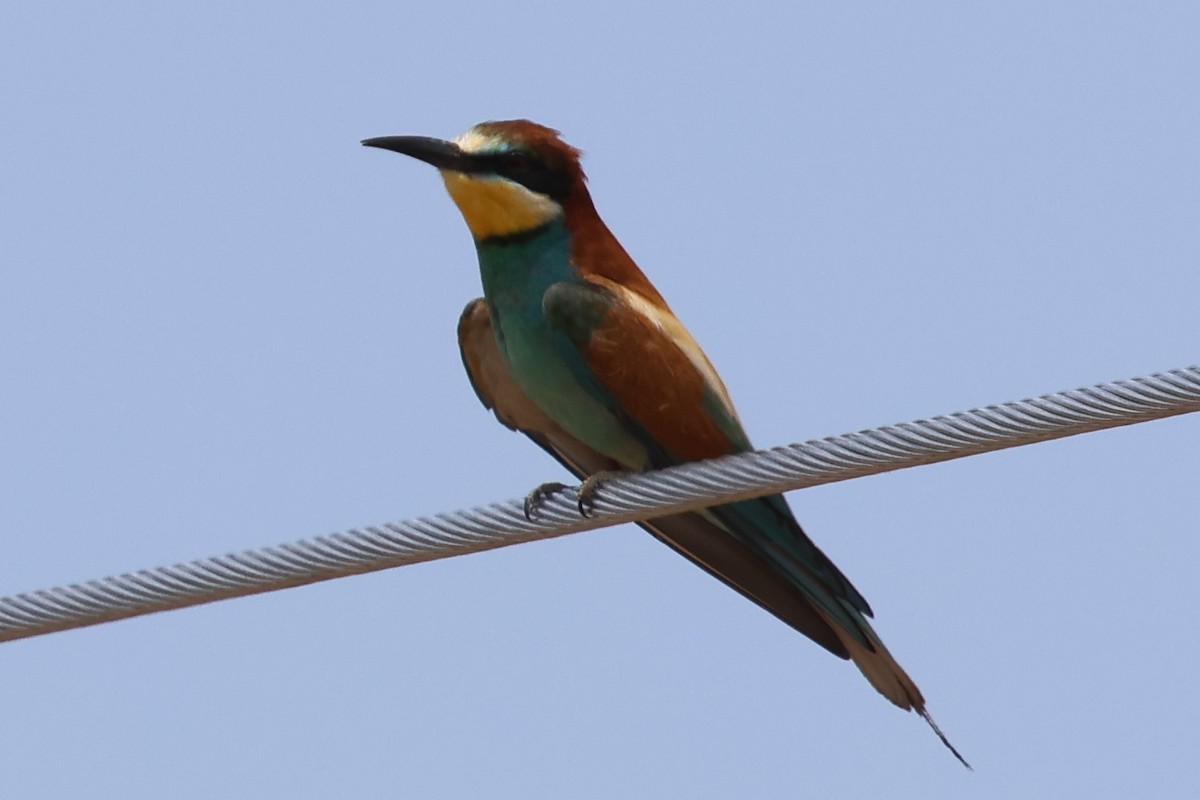 European Bee-eater - ML638675605