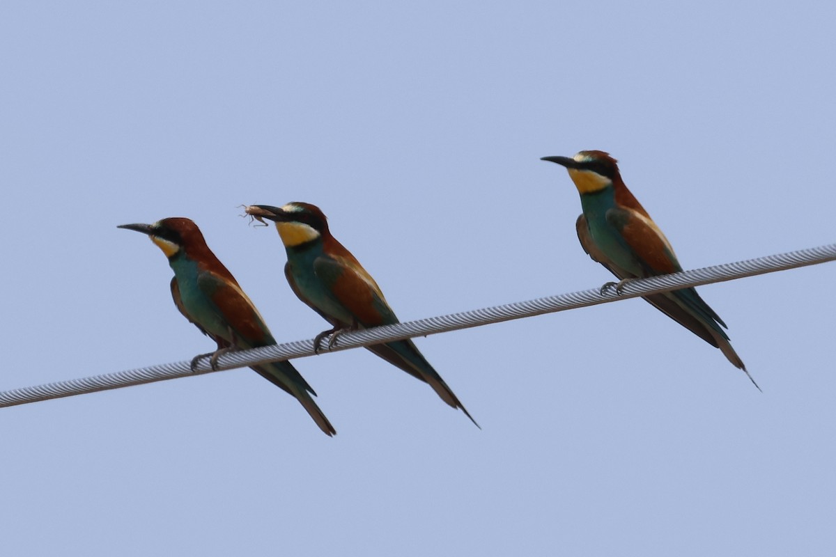 European Bee-eater - ML638675606