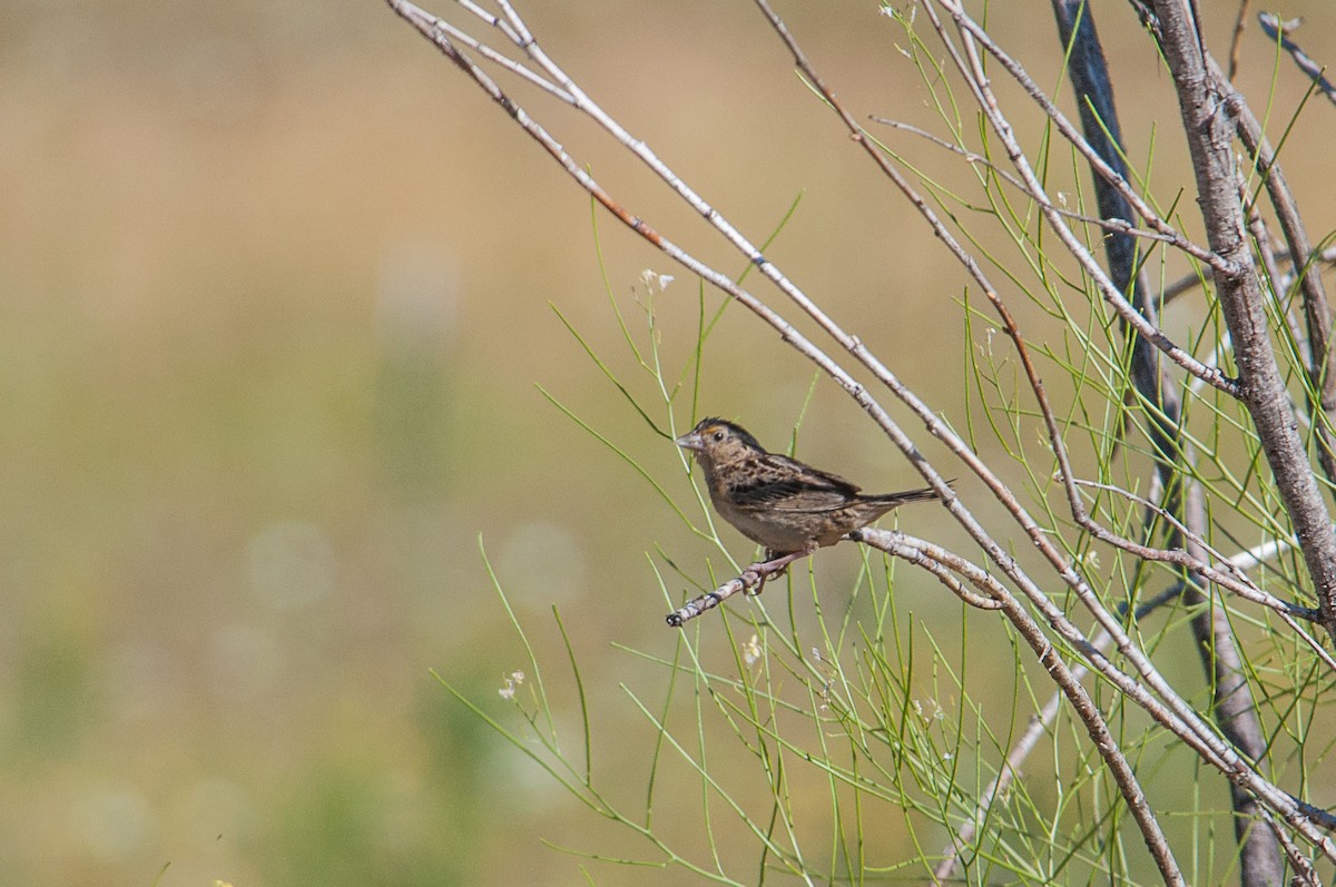 Grasshopper Sparrow - ML638675609