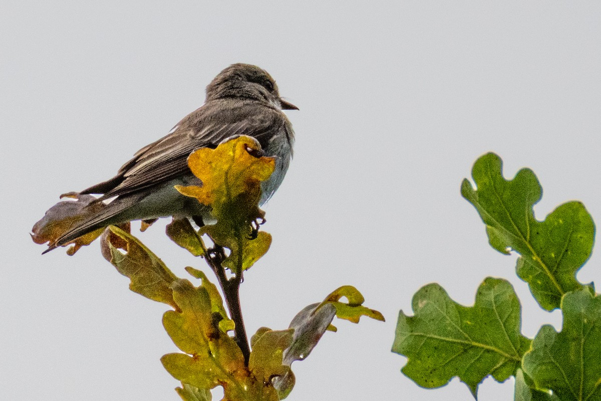 Spotted Flycatcher - ML638675683