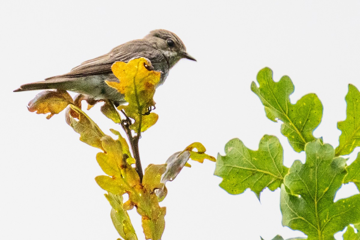 Spotted Flycatcher - ML638675686